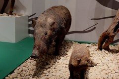 万林艺术馆动物标本（二）