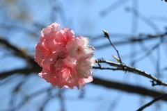 拍摄花卉一（1102）