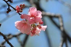 拍摄花卉一（1102）