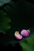 荷花 2026 — 3
