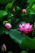 荷花 2026 — 3