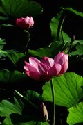 荷花 2026 — 3