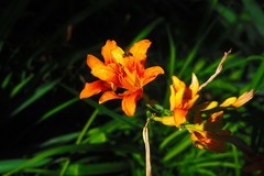 夏日·花卉园