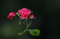 花卉(5)