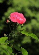 花卉(5)