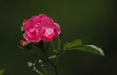 花卉(5)