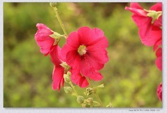 蜀葵花【丙午年-171】
