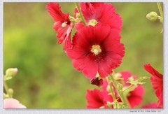 蜀葵花【丙午年-172】