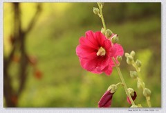 蜀葵花【丙午年-172】