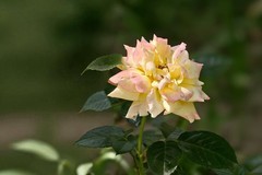 2026099 月 季 花
