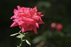 2026099 月 季 花