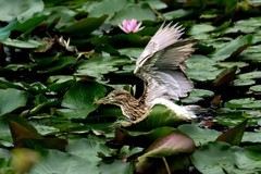 《荷塘鹭鸟》