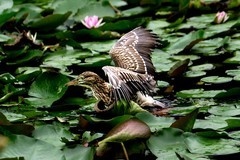 《荷塘鹭鸟》