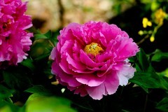 中秋佳节——花好月圆