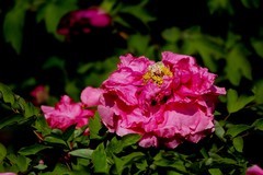 中秋佳节——花好月圆