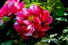 中秋佳节——花好月圆