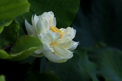 白荷花(4)