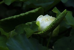 白荷花(4)