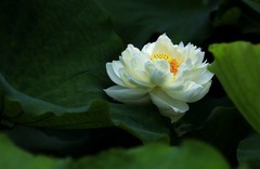 白荷花(4)