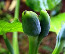 1084【不老松：二游海南纪实】临高长島兰湾：海芋！