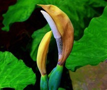 1084【不老松：二游海南纪实】临高长島兰湾：海芋！