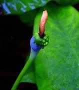 1084【不老松：二游海南纪实】临高长島兰湾：海芋！