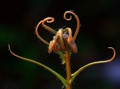 1083【不老松：二游海南纪实】临高长島兰湾：路边野花不要採：凤尾蕨和青葙！