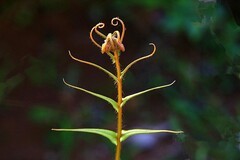 1083【不老松：二游海南纪实】临高长島兰湾：路边野花不要採：凤尾蕨和青葙！