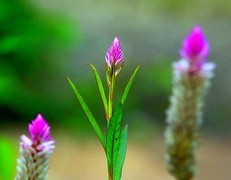 1083【不老松：二游海南纪实】临高长島兰湾：路边野花不要採：凤尾蕨和青葙！