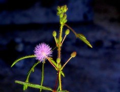 1085【不老松：二游海南纪实】临高长島兰湾：含羞草！