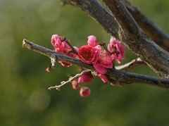 梅花绽放（16）