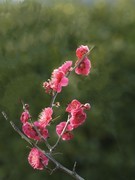 梅花绽放（16）