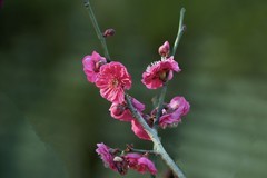 梅花绽放（16）