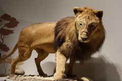 万林艺术馆动物标本（三）