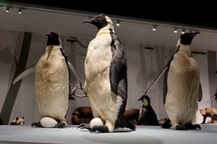 万林艺术馆动物标本（三）