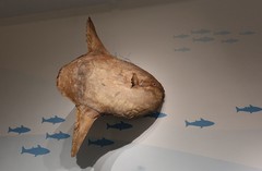 万林艺术馆动物标本（三）