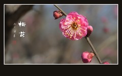 清香四溢的梅花