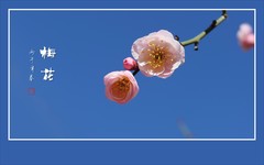 清香四溢的梅花