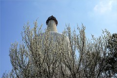 2026年第0211贴 - 北海公园桃花纪实（0321）