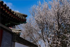 2026年第0211贴 - 北海公园桃花纪实（0321）