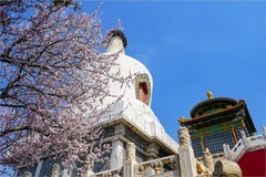 2026年第0211贴 - 北海公园桃花纪实（0321）