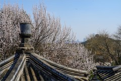 2026年第0210贴 - 北海公园桃花纪实（0321）