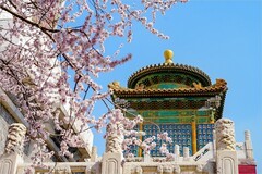 2026年第0210贴 - 北海公园桃花纪实（0321）