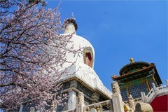 2026年第0210贴 - 北海公园桃花纪实（0321）