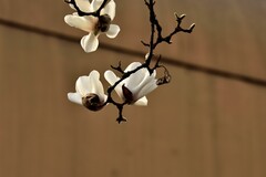 2026花卉植物赏析———玉兰花【2】