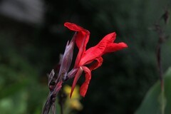 花卉  6
