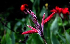 花卉  6