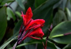 花卉  6