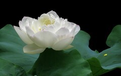 [26180] 江北绿地的白荷