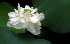 [26180] 江北绿地的白荷